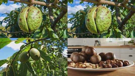 坚果干果夏威夷果(2)高清在线视频素材下载