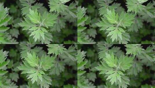 艾草微距特写高清在线视频素材下载