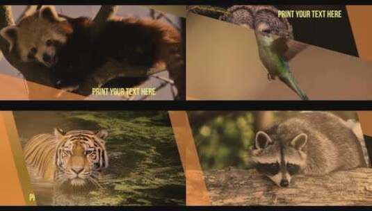实拍自然动物幻灯片开头AE模板高清AE视频素材下载