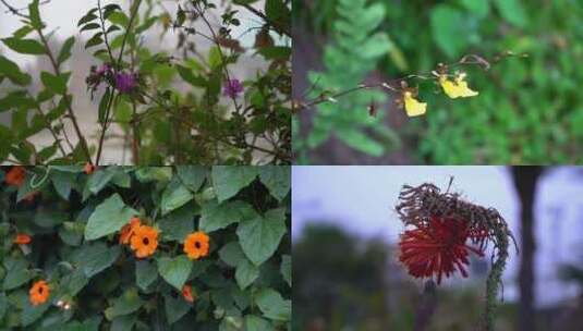 山上野外各类植物花卉野果果实高清在线视频素材下载