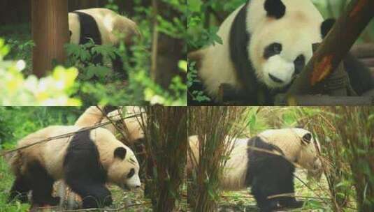 大熊猫在树林里面找食物高清在线视频素材下载