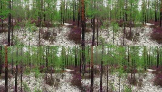 大兴安岭春季降雪后的森林高清在线视频素材下载