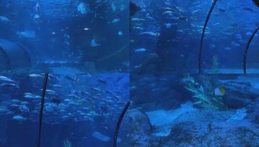 海洋世界 鱼群高清在线视频素材下载