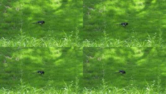 喜鹊在草坪草地上行走高清在线视频素材下载