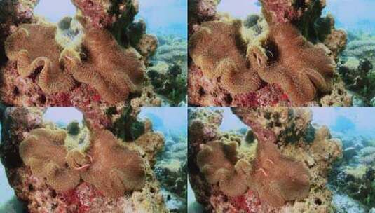 海底世界珊瑚礁高清在线视频素材下载