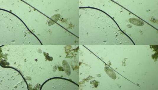显微镜下的微观世界，草履虫6高清在线视频素材下载