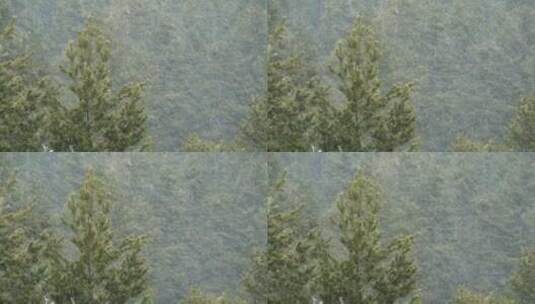落在绿色森林里的雪高清在线视频素材下载