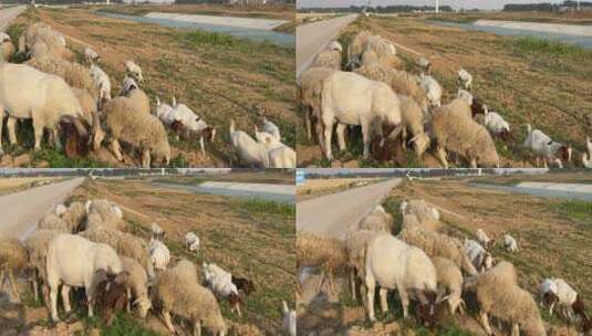 山羊吃草特写镜头高清在线视频素材下载
