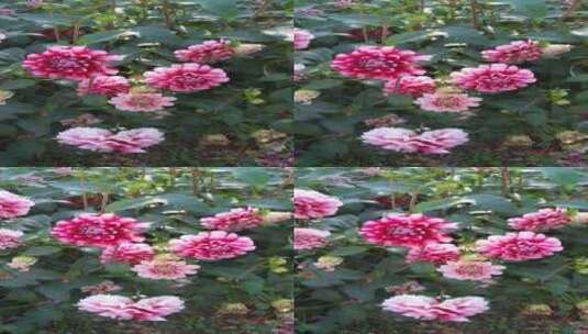 开放的大理花花朵4K实拍视频高清在线视频素材下载