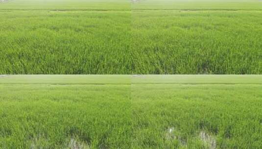 大片的绿色水稻田高清在线视频素材下载