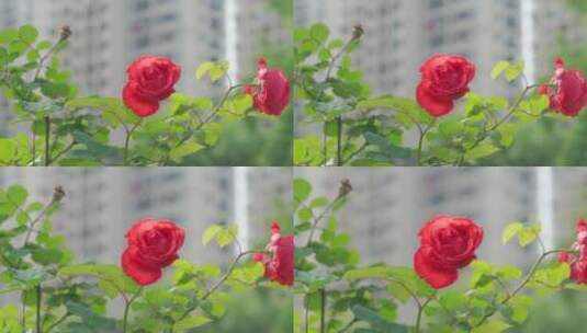 城市内的花——蔷薇高清在线视频素材下载