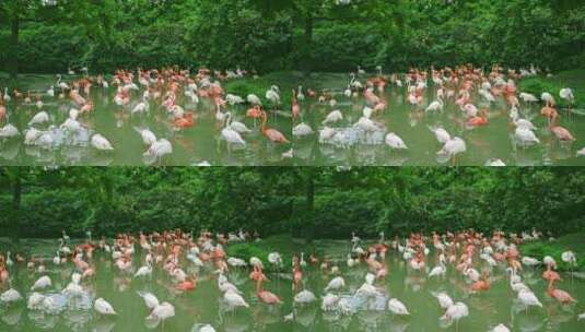 北京动物园火烈鸟高清在线视频素材下载