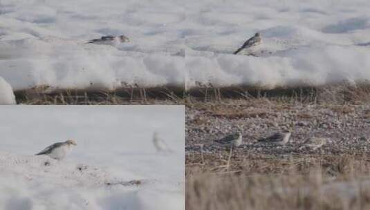 冬季傍晚小鸟雪地觅食高清在线视频素材下载