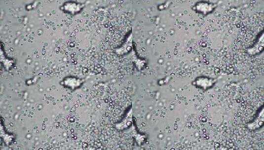 显微镜生物科技观察细胞视频 (6)高清在线视频素材下载