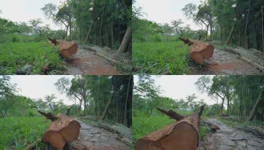 乱砍乱伐砍伐砍树伐木高清在线视频素材下载