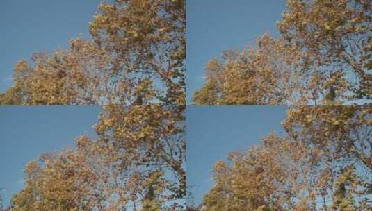 秋天来了叶子黄了树木树叶 (8)高清在线视频素材下载