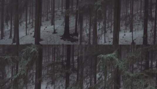 冬季森林的树木高清在线视频素材下载