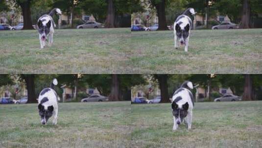 草地上的宠物狗高清在线视频素材下载