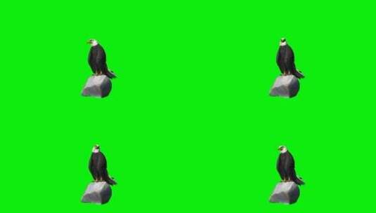 绿幕-动物-老鹰从石头上飞走高清在线视频素材下载