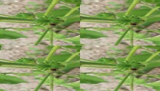 麻梭子植物特写高清在线视频素材下载