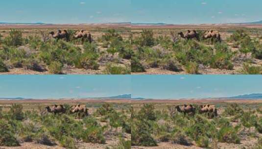 新疆骆驼高清在线视频素材下载