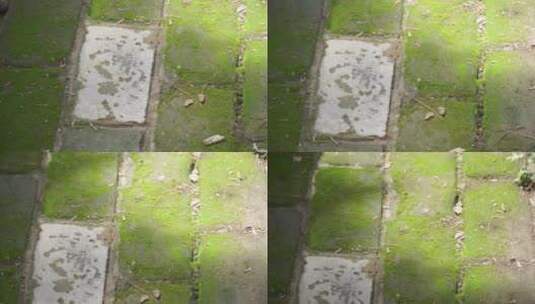 青苔苔藓石砖神秘古城高清在线视频素材下载