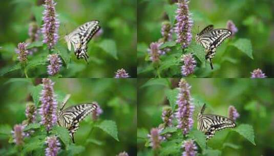 长镜头特写蝴蝶花丛中飞舞采蜜慢镜头高清在线视频素材下载