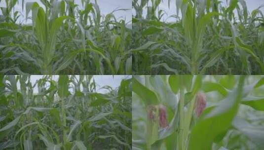 广东新农村玉米种植基地高清在线视频素材下载