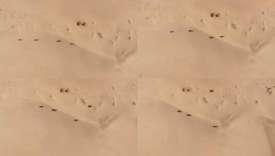 阿拉善沙漠骆驼高清在线视频素材下载
