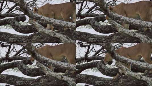 冬季在树枝上行走母狮高清在线视频素材下载