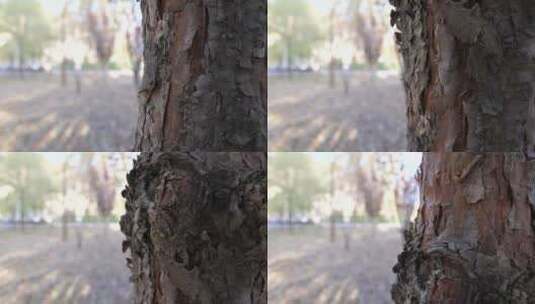 古老的树干高清在线视频素材下载