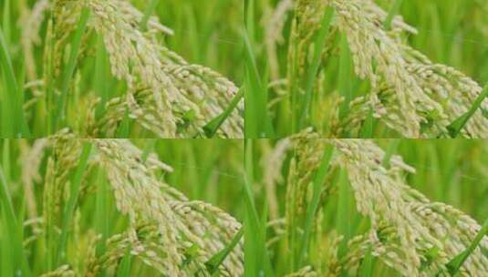 【精品】稻田稻谷稻子高清在线视频素材下载