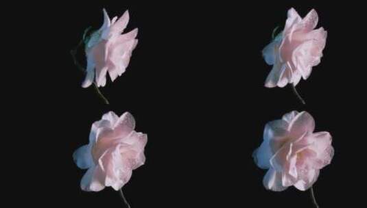 旋转的白色玫瑰花特写高清在线视频素材下载
