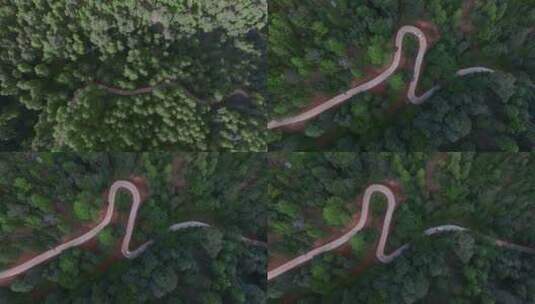 原始森林视频松树林蜿蜒曲折林间小路高清在线视频素材下载