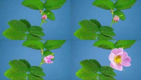 粉红色的花移动和开放高清在线视频素材下载