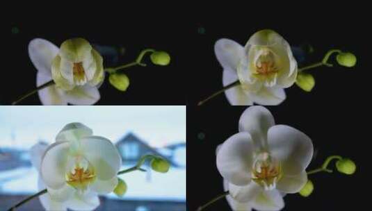 盛开的花朵 (3)高清在线视频素材下载