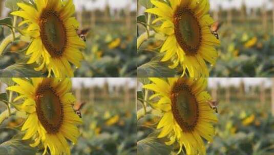 盛开的向日葵和蜂鸟高清在线视频素材下载