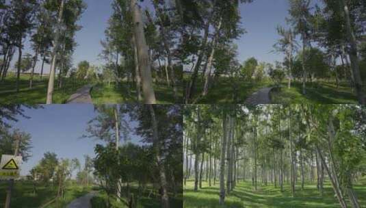 公园小路小树林高清在线视频素材下载