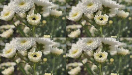 白色菊花花朵特写高清在线视频素材下载