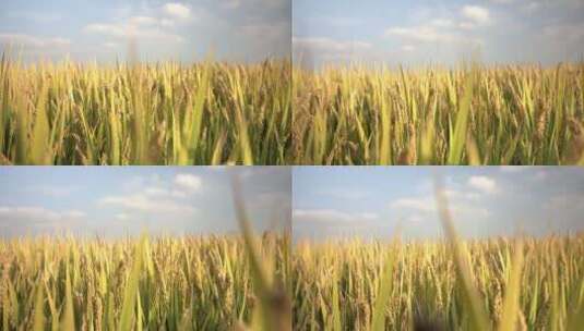 水稻稻谷大米米饭农业粮食丰收稻田乡村振兴高清在线视频素材下载