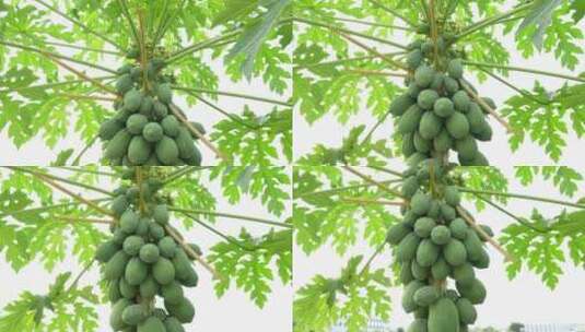 木瓜树上丰硕的果实高清在线视频素材下载