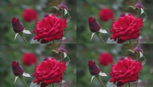 实拍玫瑰花高清在线视频素材下载