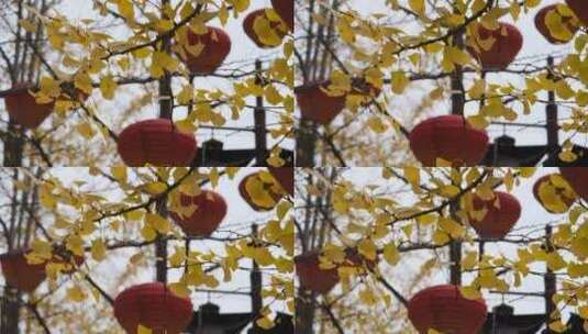 挂着红灯笼的金黄银杏树高清在线视频素材下载
