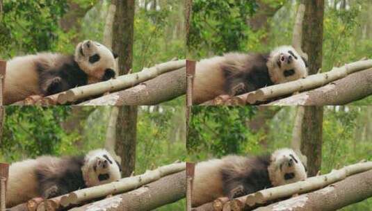 睡觉的国宝大熊猫特写高清在线视频素材下载