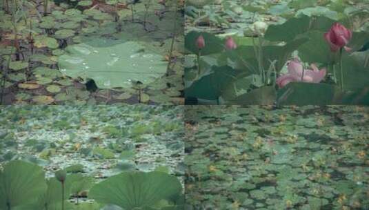 夏季雨后水塘里的荷花和水草合集高清在线视频素材下载