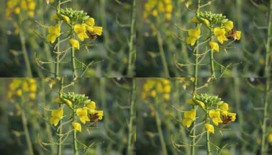 蜜蜂采蜜油菜花4K高清在线视频素材下载