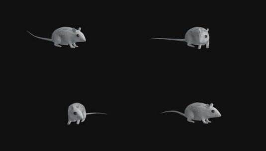 三维小老鼠动画高清在线视频素材下载