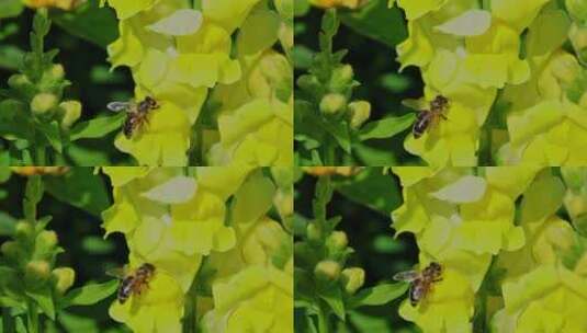 春暖花开蜜蜂采蜜高清在线视频素材下载