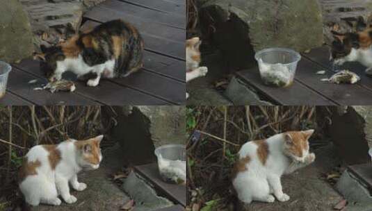 两只都想吃饭的猫高清在线视频素材下载