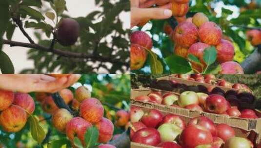 水果苹果丰收高清在线视频素材下载